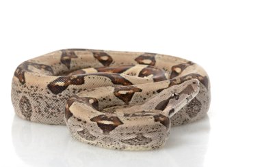 Orman Kolomb kırmızı kuyruklu boa