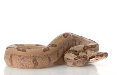 Somon orman kırmızı kuyruklu Kolomb boa