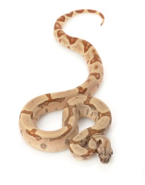 Somon orman kırmızı kuyruklu Kolomb boa