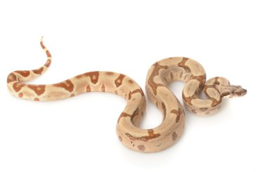 Somon orman kırmızı kuyruklu Kolomb boa