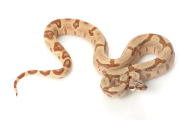 Somon orman kırmızı kuyruklu Kolomb boa