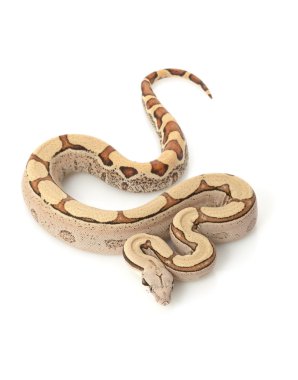 Süper orman Kolomb kırmızı kuyruklu boa