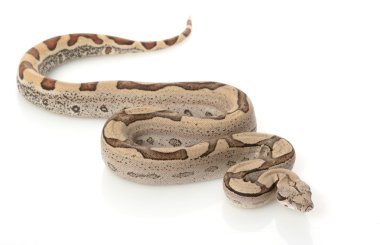 Süper orman Kolomb kırmızı kuyruklu boa