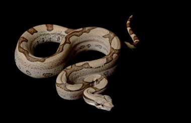 Süper orman Kolomb kırmızı kuyruklu boa