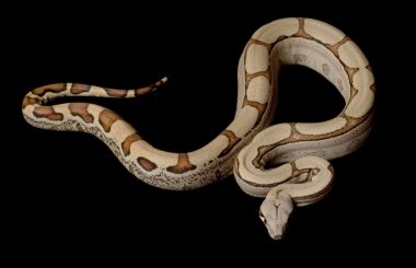 Süper orman Kolomb kırmızı kuyruklu boa