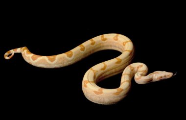 keskin şafak Kolomb kırmızı kuyruklu boa