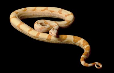 keskin şafak Kolomb kırmızı kuyruklu boa