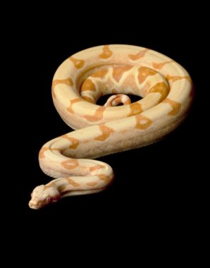 keskin şafak Kolomb kırmızı kuyruklu boa