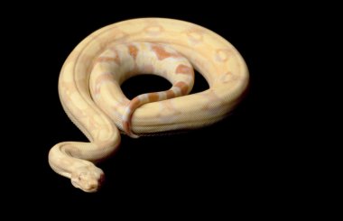 keskin albino Kolomb kırmızı kuyruklu boa