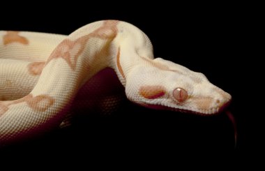 KAHL orman şafak Kolomb kırmızı kuyruklu boa