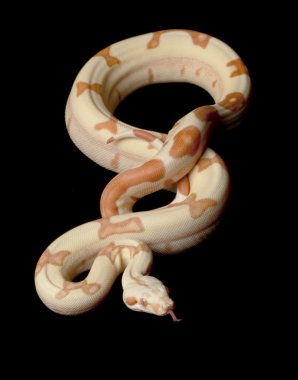 KAHL orman şafak Kolomb kırmızı kuyruklu boa