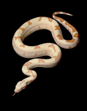 KAHL orman şafak Kolomb kırmızı kuyruklu boa