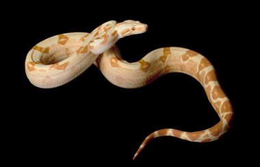 keskin şafak kırmızı kuyruklu boa