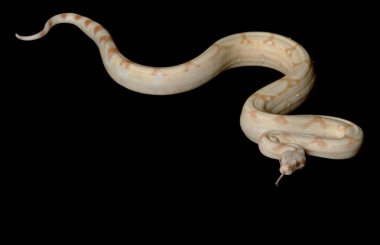 keskin albino Kolomb kırmızı kuyruklu boa