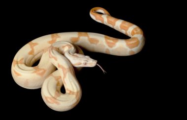 KAHL şafak Kolomb kırmızı kuyruklu boa