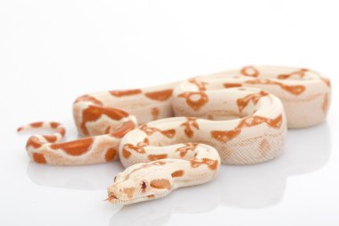 Güneş parlayan kırmızı kuyruklu boa