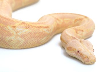 mercan albino boa yılanı