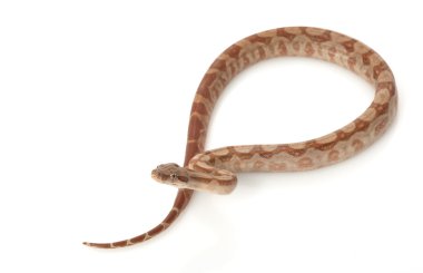 t-pozitif Nikaragua boa