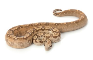 t-pozitif Nikaragua boa