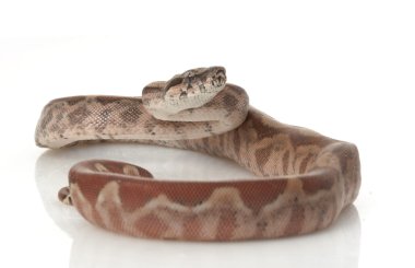 t-pozitif Nikaragua boa