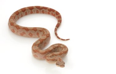 t-pozitif Nikaragua boa