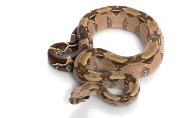Surinam boa