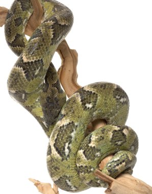 Madagaskar ağaç boa