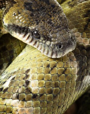 Madagaskar ağaç boa