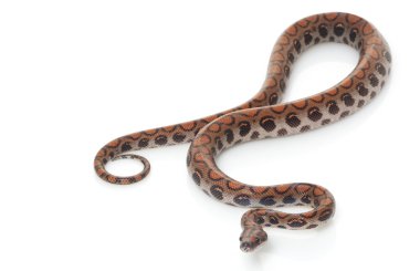 Brezilyalı rainbow boa