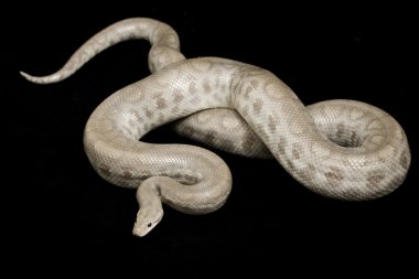 Kolomb Rainbow Boa (Epicrates cenchria Maurus'u hayalet)