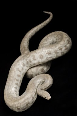 Kolomb Rainbow Boa (Epicrates cenchria Maurus'u hayalet)