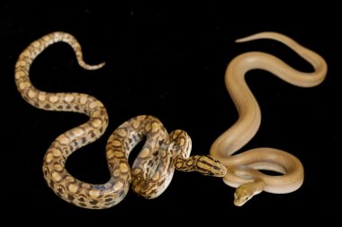 düzenli ve desensiz Kolomb rainbow boa