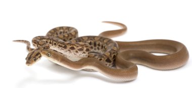 düzenli ve desensiz Kolomb rainbow boa