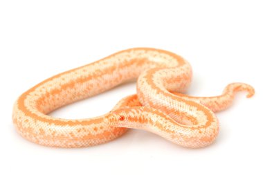 Albino pembe boa