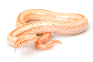 Albino pembe boa