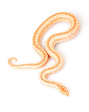 Albino pembe boa