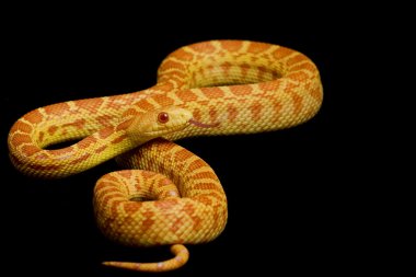 Albino gopher yılan