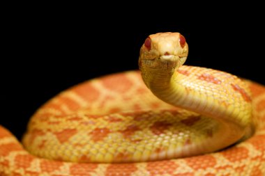Albino gopher yılan
