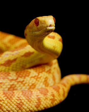 Albino gopher yılan