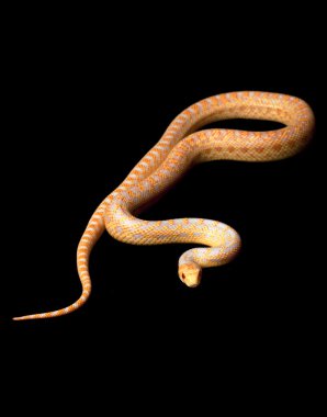 Albino san diego gopher yılan