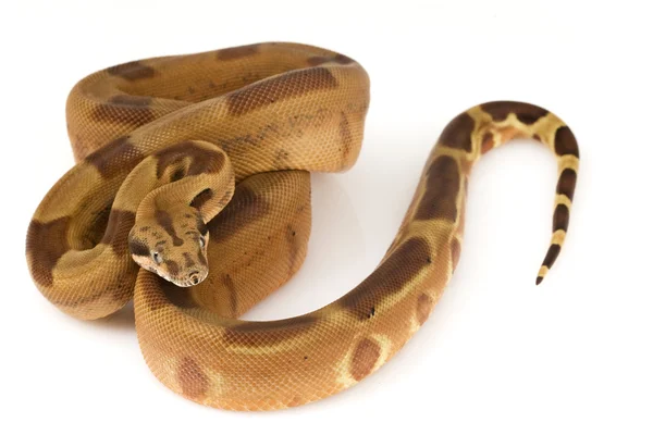 Boa constrictor — Stockfoto