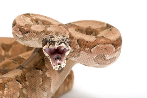 IPO argentino Boa (Boa constrictor occidentalis) — Foto Stock