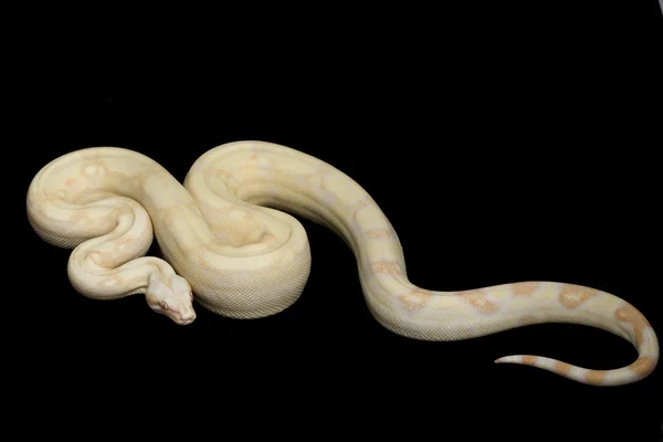 Sharp Albino Red-tailed Boa — Stock Photo, Image