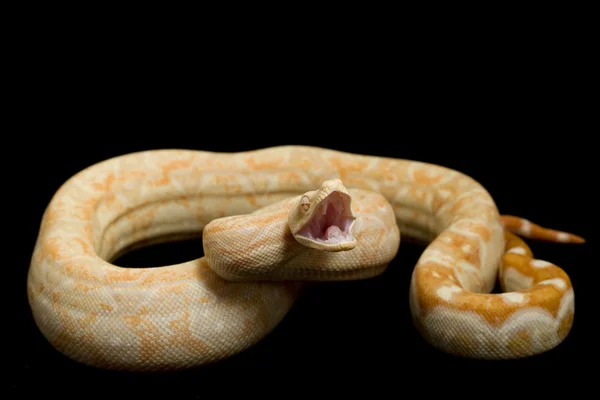 Sharp Albino Argentine Boa — Stock Photo, Image