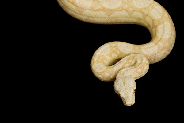 锋利的白化病阿根廷蟒蛇 — 图库照片
