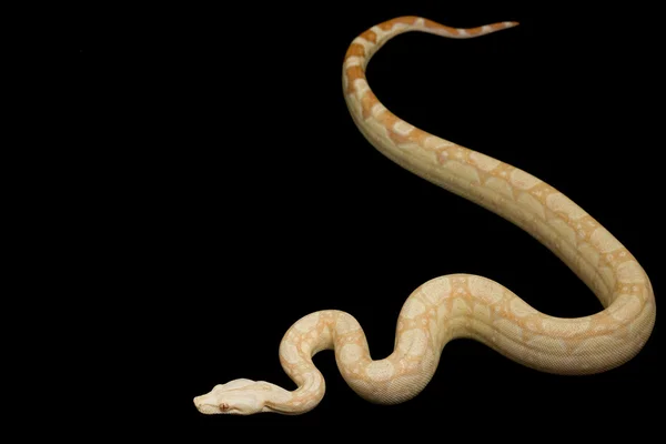 Skarpa albino argentinsk boa — Stockfoto