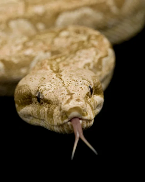 Tyrosinase-positieve albino Argentijnse boa — Stockfoto