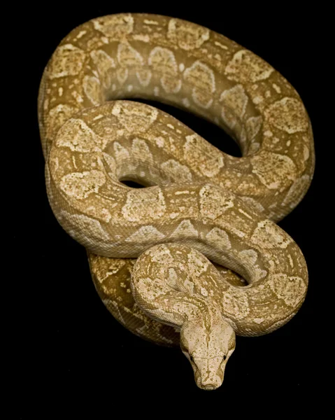 Tirosinase positiva Albino Argentino Boa — Fotografia de Stock