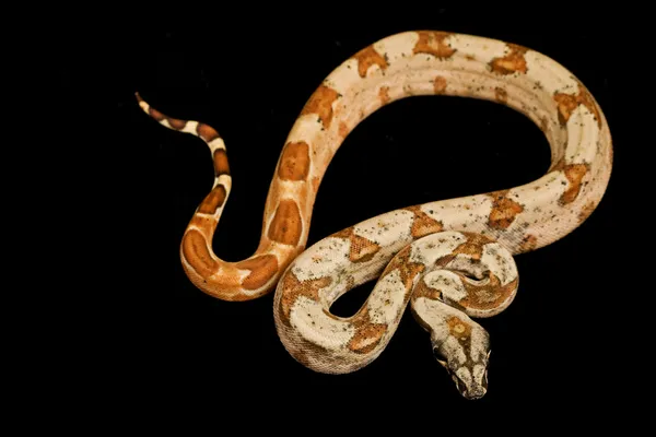 低亚硫酸钠阿根廷蟒蛇 — 图库照片