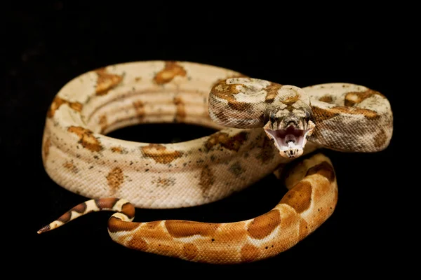 Hypo Argentine Boa — Stock Photo, Image